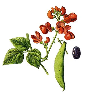 Images Dated 23rd December 2017: kidney bean