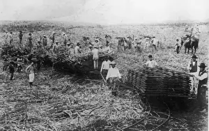 Kilauea Plantation