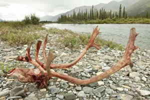 Kill site, bloody scull and antlers of a male, bull caribou, reindeer -Rangifer tarandus-, killed and eaten by wolves