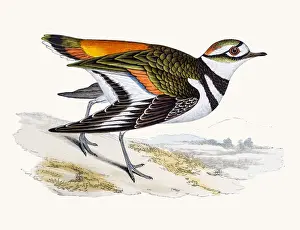 Killdeer plover bird