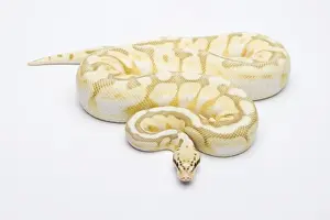 Breed Prints: Killer Bee Butter Ball Python or Royal Python -Python regius-, male