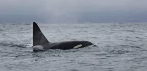 Images Dated 1st July 2017: Killer Whale
