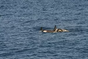 Images Dated 9th January 2013: Killer Whales or Orca -Orcinus orca-, female with cubs, Gerlache Strait, Antarctic Peninsula