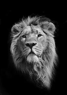 Fine Art Photography Collection: The King (Asiatic Lion)