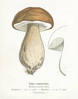 Images Dated 29th January 2018: King Bolete Mushroom engraving 1895