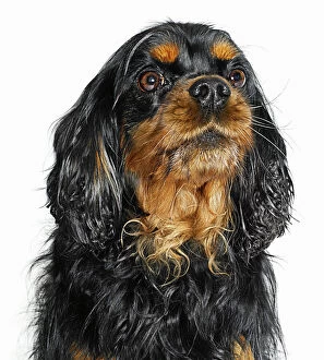 Images Dated 12th February 2007: King Charles Cavalier Portrait