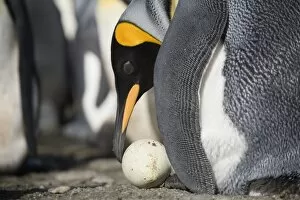 King penguin (Aptenodytes patagonicus) examining abandoned egg