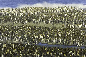 Images Dated 12th July 2006: King penguin (Aptenodytes patagonicus) rookery along shoreline