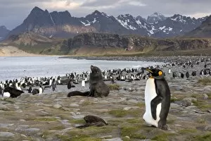 King Penguin -Aptenodytes patagonicus- and an Antarctic Fur Seal -Arctocephalus gazella- in a King Penguin colony