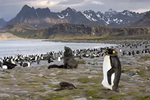 Otariidae Prints: King Penguin -Aptenodytes patagonicus- and an Antarctic Fur Seal -Arctocephalus gazella- in a King Penguin colony