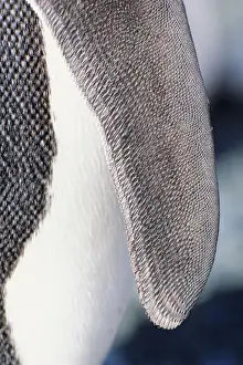 King penguin (Aptenodytes patagonicus) Australia, wing detail