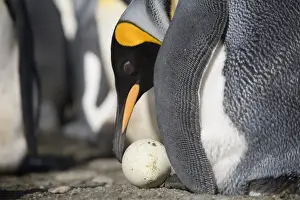 Paul Souders Photography Prints: King penguin (Aptenodytes patagonicus) examining abandoned egg