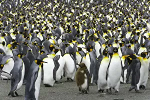 Images Dated 12th July 2006: King penguin (Aptenodytes patagonicus) rookery
