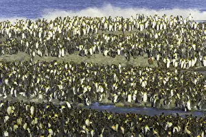 Rookery Prints: King penguin (Aptenodytes patagonicus) rookery along shoreline