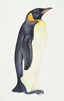 Birds Gallery: King Penguin, Aptenodytes patagonicus, side view