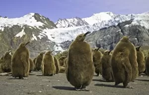 Polar Climate Gallery: King penguin chicks in colony on beach