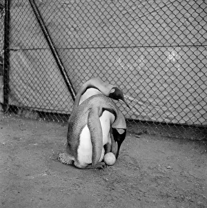 Penguin Prints: King Penguins