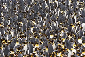 Images Dated 22nd June 2016: King Penguins, Aptenodytes patagonicus, in a bird colony on South Georgia Island