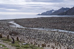 King Penguins -Aptenodytes patagonicus-, King Penguin colony, St. Andrews Bay