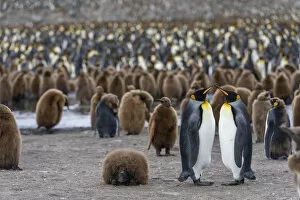 Images Dated 20th January 2013: King Penguins -Aptenodytes patagonicus-, adult birds, pair, surrounded by chicks in a King Penguin