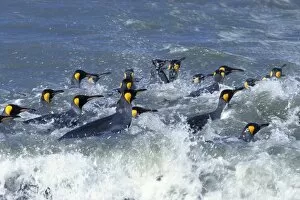 Images Dated 7th June 2011: King penguins -Aptenodytes patagonicus-, swimming, South Georgia, Subantarctic, Antarctic