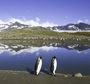 Images Dated 1st March 2006: King penguins (Aptenodytes patagonicus) beside pond in rookery