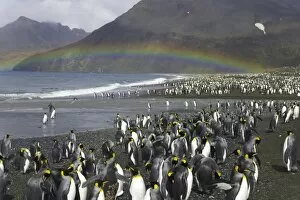 Images Dated 12th July 2006: King penguins (Aptenodytes patagonicus) beside river and shoreline