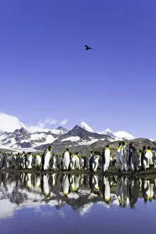 Images Dated 12th July 2006: King penguins (Aptenodytes patagonicus) beside pond in rookery