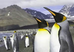 Images Dated 12th July 2006: King penguins (Aptenodytes patagonicus) standing on beach