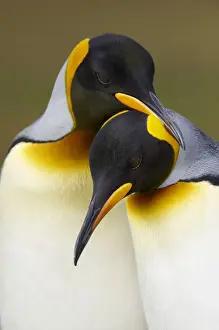 Courtship Prints: King Penguins (Aptenodytes patagonicus)