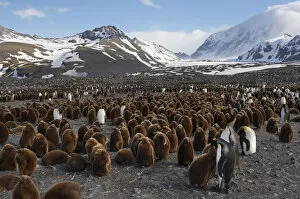 Images Dated 26th October 2009: King Penguins (Aptenodytes patagonicus)