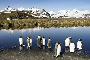 Images Dated 22nd October 2009: King Penguins (Aptenodytes patagonicus)