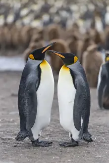 Sphenisciformes Prints: King Penguins -Aptenodytes patagonicus- adult birds