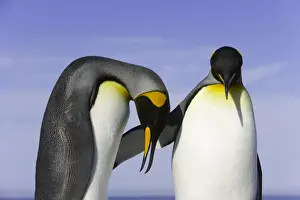 Animals Mating Prints: Two king penguins (Aptenodytes patagonicus) in courtship display