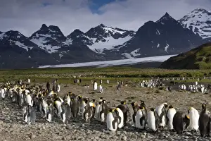 Sphenisciformes Prints: King Penguins -Aptenodytes patagonicus- in front of glaciers and a mountain scenery