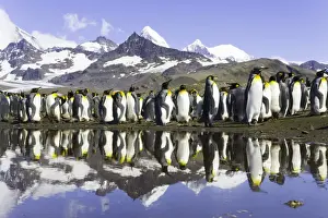 Rookery Prints: King penguins (Aptenodytes patagonicus) beside pond in rookery