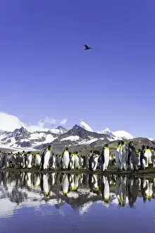 Allardyce Range Prints: King penguins (Aptenodytes patagonicus) beside pond in rookery