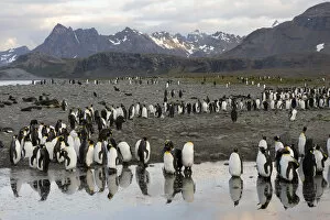 King Penguins -Aptenodytes patagonicus- reflected in water, Salisbury Plain