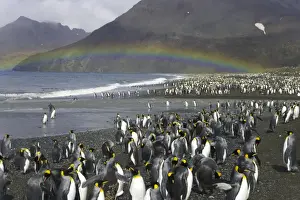Rookery Prints: King penguins (Aptenodytes patagonicus) beside river and shoreline