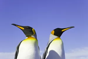Images Dated 12th July 2006: Two king penguins (Aptenodytes patagonicus) side by side