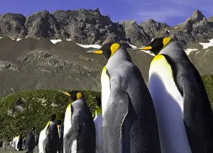 Rookery Prints: King penguins (Aptenodytes patagonicus) standing on beach, side view