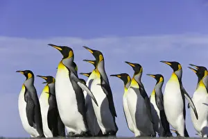 Rookery Prints: King penguins (Aptenodytes patagonicus) standing on beach, side view
