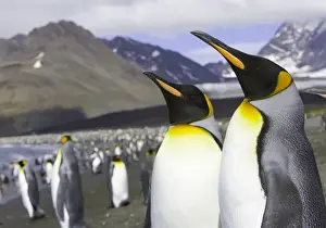 Rookery Prints: King penguins (Aptenodytes patagonicus) standing on beach