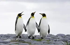 Rookery Prints: Three king penguins (Aptenodytes patagonicus) standing on rocky beach