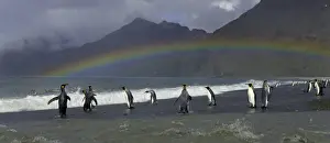 Rookery Prints: King penguins (Aptenodytes patagonicus) standing along shoreline