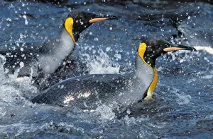 Images Dated 7th June 2011: King Penguins -Aptenodytes patagonicus- swimming, South Georgia, South Atlantic, Antarctica