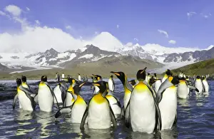 Polar Prints: King penguins (Aptenodytes patagonicus) wading in sea, autumn morning