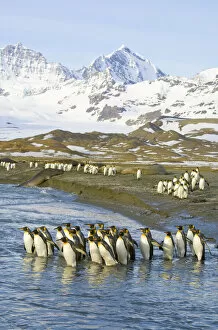 Large Group Of Animals Collection: King penguins marching to sea to wash feathers