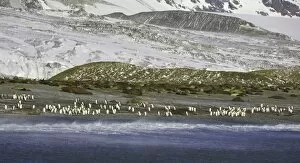 Images Dated 25th October 2007: King penguins and Southern elephant seals on beach