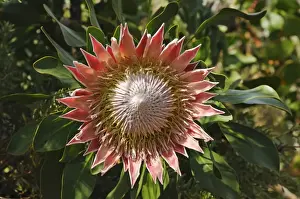 Protea Prints: King Protea (Protea cynaroides)